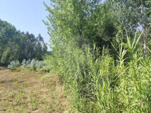 Terreno  à venda em Oliveira do Bairro