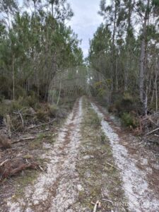 Terreno  à venda em Cantanhede