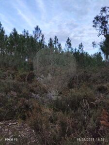 Terreno  à venda em Cantanhede