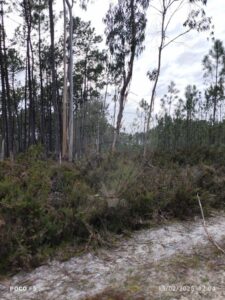 Terreno  à venda em Cantanhede