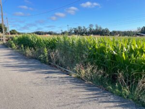 Terreno  à venda em Ovar