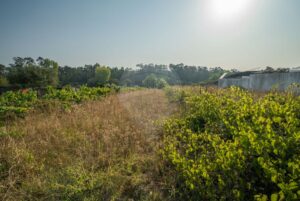 Terreno  à venda em Águeda