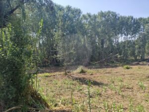 Terreno  à venda em Oliveira do Bairro
