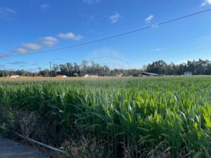 Terreno  à venda em Ovar