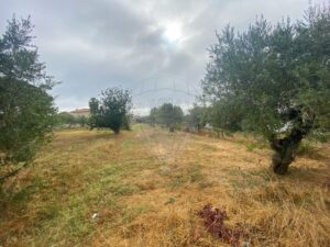 Terreno  à venda em Vimieira